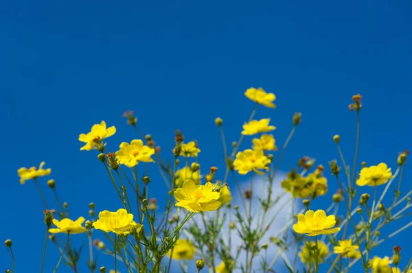 Blomma av gula prästkragar — Stockfoto