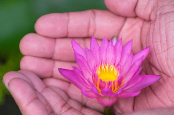 Flor de lótus asiáticos nas mãos — Fotografia de Stock