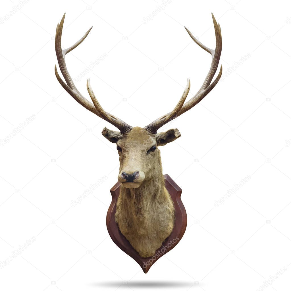 Deer  with horns isolated 