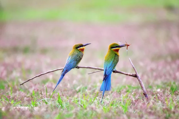 Blue-tailed bee-eater — Stock Photo, Image