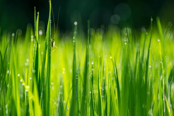 Sauterelle verte sur feuilles de riz . — Photo