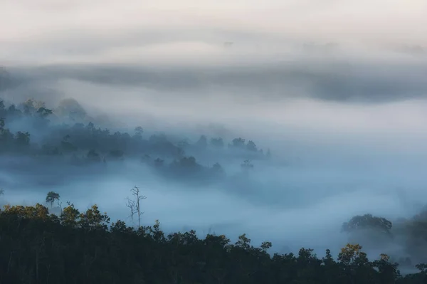 Brouillard sur la forêt . — Photo