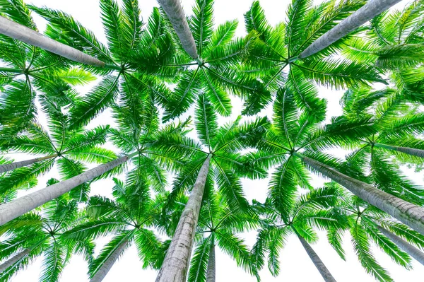 Branches Palmiers Sur Plage Plan Angle Bas Palmier Manille Palmier — Photo