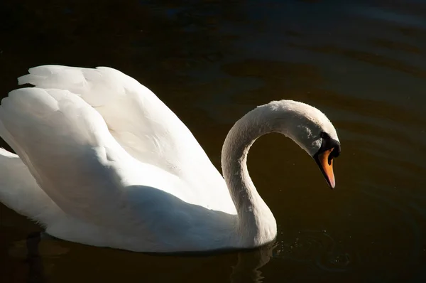 White Swan Dark Green Lake — 스톡 사진