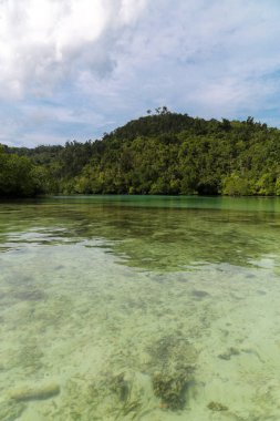 Green river through the dense jungle in the frorest of Raja Ampat, West Papua province, Indonesia