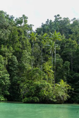 Green river through the dense jungle in the frorest of Raja Ampat, West Papua province, Indonesia