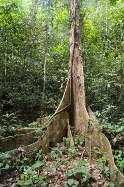 the dense jungle in the frorest of Raja Ampat, West Papua province, Indonesia