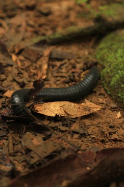 Spineplate Millipedes(Harpagophoridae) or hundreds feet on the ground.