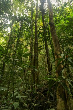 the dense jungle in the frorest of Raja Ampat, West Papua province, Indonesia