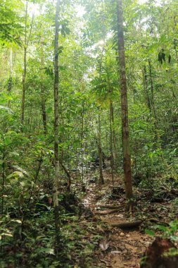 the dense jungle in the frorest of Raja Ampat, West Papua province, Indonesia