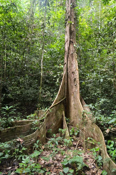 Hustá Džungle Polevě Raja Ampat Provincie Západní Papua Indonésie — Stock fotografie