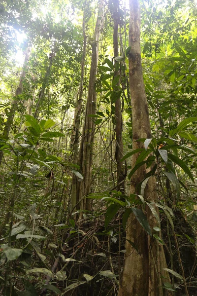 Dense Jungle Frorest Raja Ampat West Papua Province Indonesia — Stockfoto
