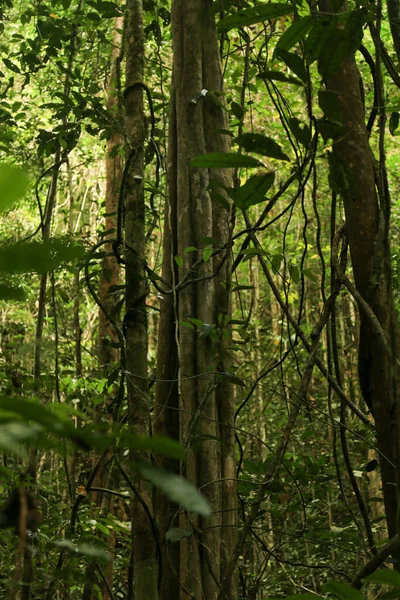 Hustá Džungle Polevě Raja Ampat Provincie Západní Papua Indonésie — Stock fotografie