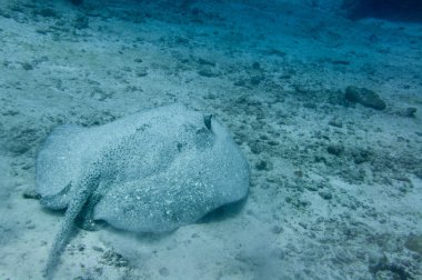 Kumlu deniz tabanında kirpi vatozu. Su altı fotoğrafçılığı. (Urogymnus asperrimus)