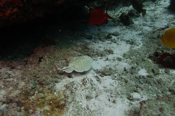 Electric Ray Free Swimming Reef Torpedo Marmorata — Stock Photo, Image