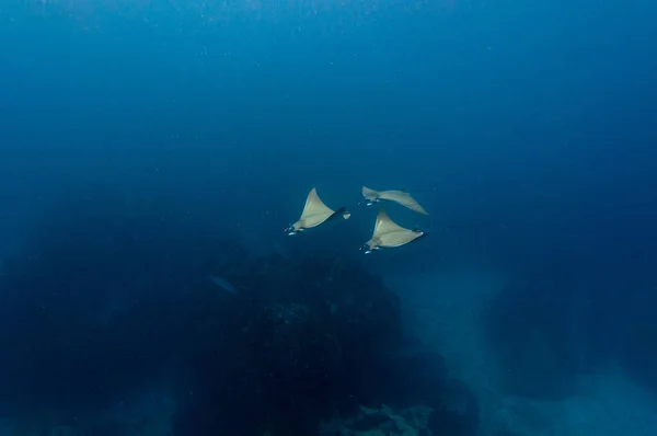 Mobula Hypostoma Lesser Devil Ray Blue Background Underwater Photography — Stock Photo, Image