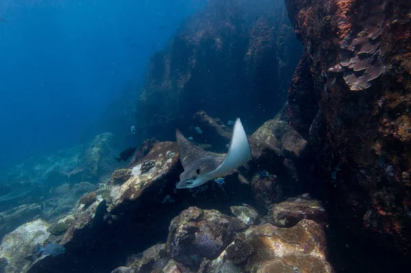 Spotted eagle rays on the reef rocks