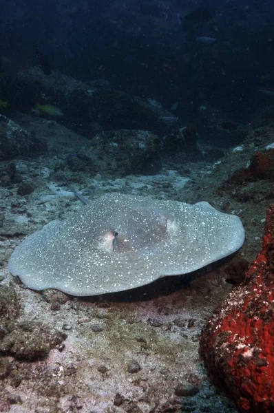 Porcupine stingray on a sandy sea floor. Underwater photography. (Urogymnus asperrimus)