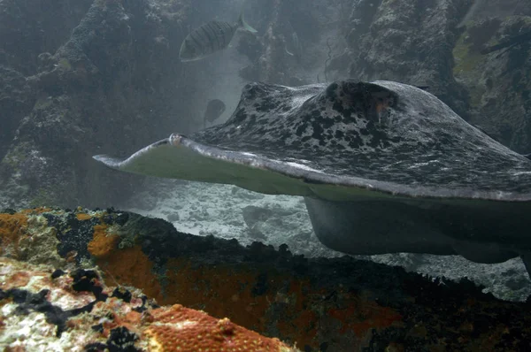 Close Black Stingray Black Blotched Taeniurops Meyeni Rocky Reef Underwater — Stock Photo, Image