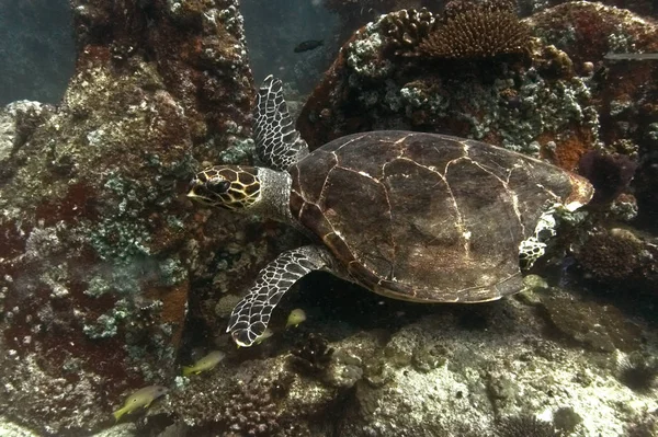 Green sea turtle (Chelonia mydas) with a tiger shark bite, swimming on the reef.