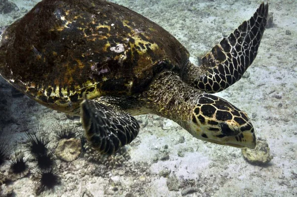 Hawksbill Sea Turtle Eretmochelys Imbricata Photographed Seychelles — Stock Photo, Image