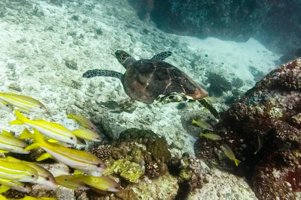 Green sea turtle (Chelonia mydas) with a tiger shark bite, swimming on the reef.