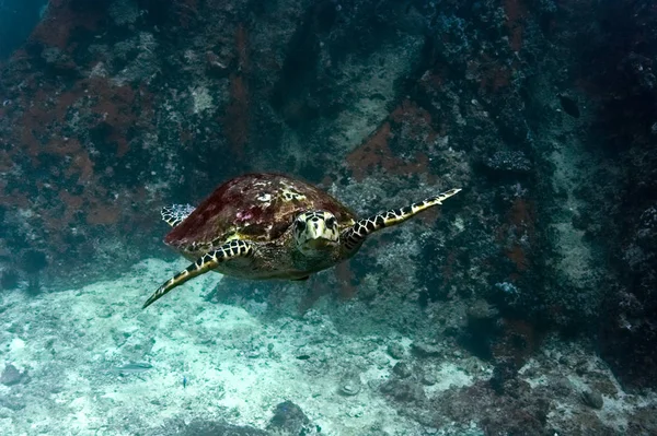 Hawksbill Sea Turtle Eretmochelys Imbricata Photographed Seychelles — Stock Photo, Image