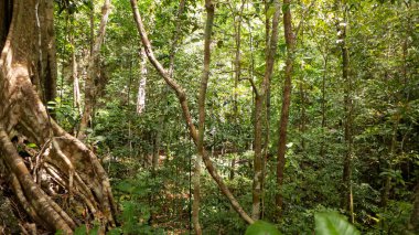 Raja Ampat 'ta ağaç ve kökleri olan orman manzarası.
