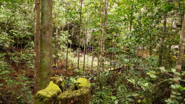 Raja Ampat 'ta ağaç ve kökleri olan orman manzarası.