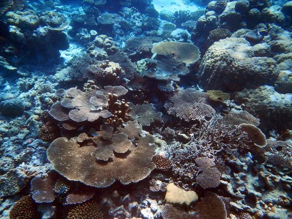 Πολύχρωμοι Κοραλλιογενείς Ύφαλοι — Φωτογραφία Αρχείου