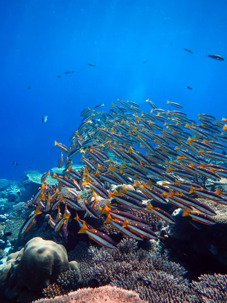 Πολύχρωμος Υποβρύχιος Κοραλλιογενής Ύφαλος Ψάρια Twospot Snapper Lutjanus Biguttatus Μαλδίβες — Φωτογραφία Αρχείου