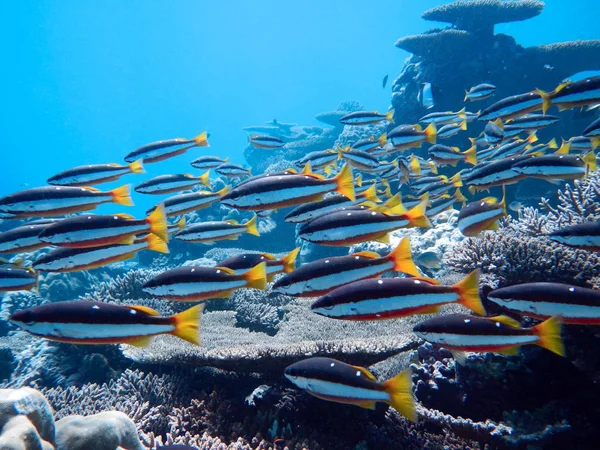 色彩斑斓的水下珊瑚礁 有双壶鱼 Lutjanus Biguttatus 马尔代夫 — 图库照片
