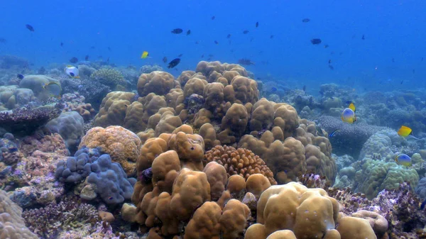 Colorful coral reefs with hard coral