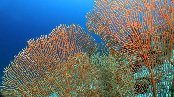 Υποβρύχια Θάλασσα Fan Κόκκινο Gorgonia Υποβρύχια Maldivian Τοπίο — Φωτογραφία Αρχείου