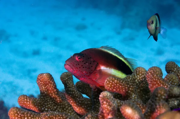 Freckled Hawkfish Paracirrhites Forsteri Fish Hard Coral Maldives — Stock Photo, Image