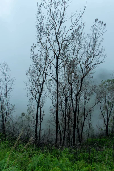 Árvores Mortas Nas Nuvens Área Torno Vulcão Wawo Muda Flores — Fotografia de Stock