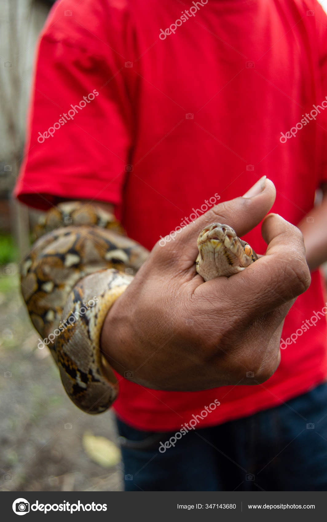 Indonesia Guy Holding Python Snake Reticulated Python Malayopython ...