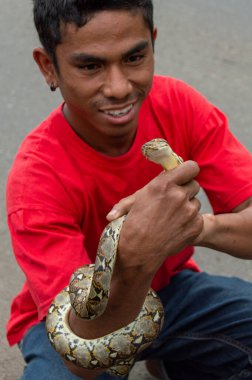 Python yılanı tutan Endonezyalı adam, retiküle edilmiş piton (Malayopython reticulatus)).