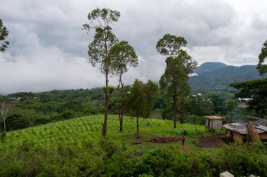 Gökyüzü bulutlu pirinç tarlaları, Doğu Nusa Tenggara, Endonezya