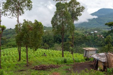 Gökyüzü bulutlu pirinç tarlaları, Doğu Nusa Tenggara, Endonezya