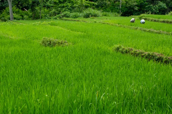 Jordbrukare Som Arbetar Med Riset Risfältet Nusa Tenggara Flores Island — Stockfoto