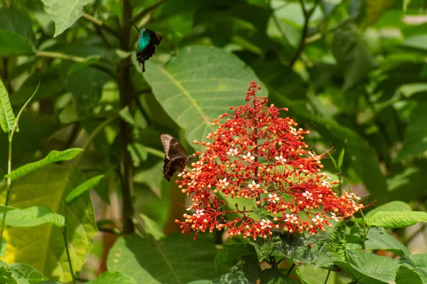 Papillon Vert Bleu Tropical Papilio Lorquinianus Sur Fleur Rouge Appelée — Photo