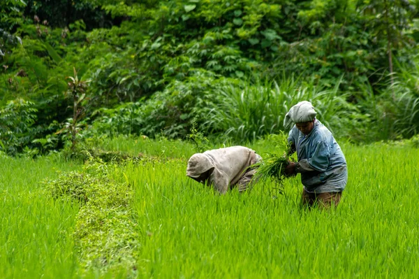 Bauern Die Mit Dem Reis Auf Dem Reisfeld Arbeiten Nusa — Stockfoto