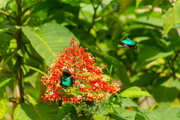Papillon Vert Bleu Tropical Papilio Lorquinianus Sur Fleur Rouge Appelée — Photo