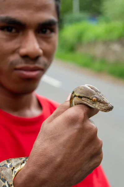 Indonesier Mit Einer Pythonschlange Netzpython Malayopython Reticulatus — Stockfoto
