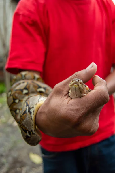 Indonesia Guy Holding Python Snake Reticulated Python Malayopython Reticulatus — Stock Photo, Image