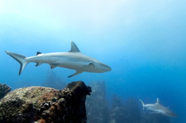 Gri resif köpekbalığı (Carcharhinus amblyrhynchos) Marianne Adası Seyşeller tapınağında yüzüyor..