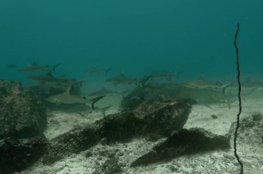 Gri resif köpekbalıkları (Carcharhinus amblyrhynchos) Marianne Adası Seyşeller Tapınağı 'nın kayalıklarında yüzerler.