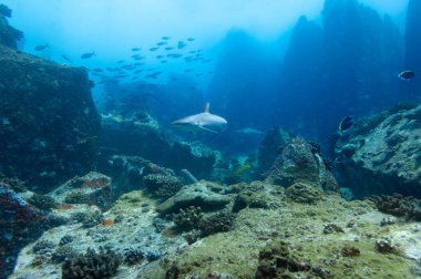 Gri resif köpekbalığı (Carcharhinus amblyrhynchos) Marianne Adası Seyşeller tapınağında yüzüyor..
