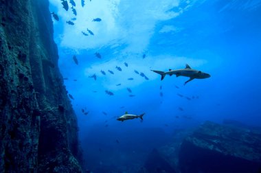 Gri resif köpekbalıkları (Carcharhinus amblyrhynchos) Marianne Adası Seyşeller Tapınağı 'nın kayalıklarında yüzerler.